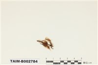 藏品(曲尾苔科)的圖片